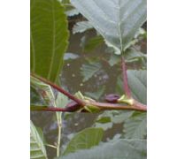 Msa Alnus Glutinosa integratore antinfiammatorio naturale gocce orali 50ml