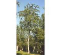 Msa Betula Pubescens integratore ad azione drenante gocce orali 50ml