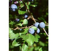 Msa prunus spinosa supplemento naturale per il benessere gocce orali 50ml