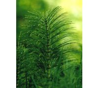TSA Equisetum Arvense integratore per la funzione articolare 50ml