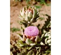 Tsa Cynara Scolymus integratore per il benessere del fegato gocce orali 50ml