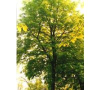 Tsa tilia europea integratore per il rilassamento gocce orali 50ml