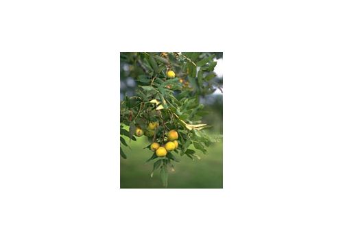 Msa Sorbus Domestica integratore per la circolazione gocce orali 50ml