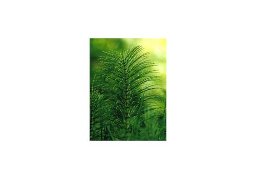 TSA Equisetum Arvense integratore per la funzione articolare 50ml