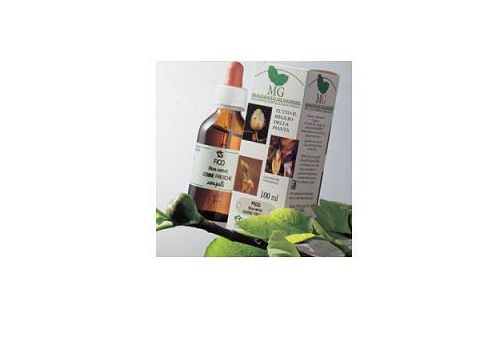 Betula Verrucosa Macerato Glicerinato integratore per il controllo del colesterolo gocce orali 100ml