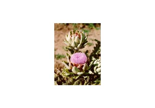 Tsa Cynara Scolymus integratore per il benessere del fegato gocce orali 50ml