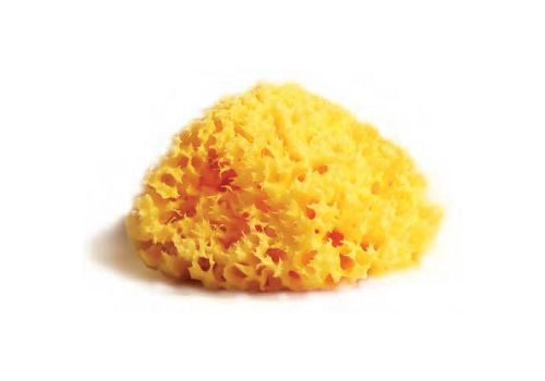 Laboratori atenei spugna naturale del meditarraneo misura 10